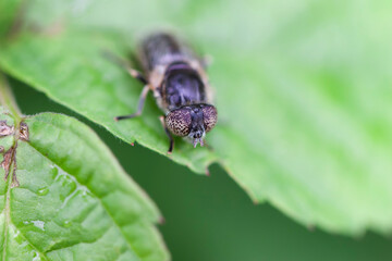 Syrphid Fly Eristalinus aeneus sitting on green leave