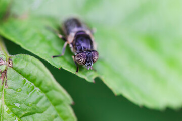 Syrphid Fly Eristalinus aeneus sitting on green leave