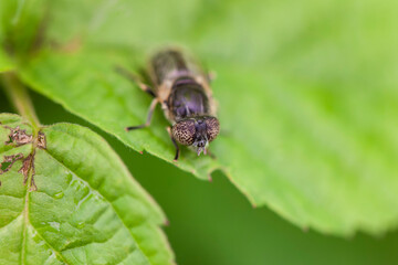 Syrphid Fly Eristalinus aeneus sitting on green leave