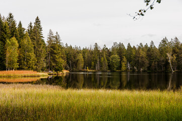 étang de la gruère, la gruère, See, Moorsee, Moor, Weiher, Hochmoor, Wanderweg, Spazierweg, Wald, Waldweg, Wasserpflanzen, Torfmoos, Jura, Naturschutz, Sommer, Herbst, Herbstfarben, Schweiz