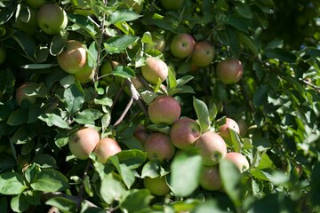 Fresh apples on a tree