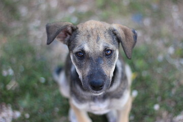 portrait of a dog