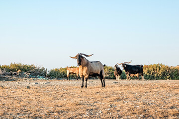 Goats herd on Rhodes island, Greece