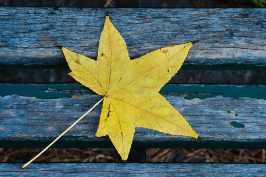 Scena con una foglia gialla caduta su una panchina in autunno. Autunno. Novembre. Ottobre.