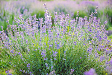 Violet lavender field at sunset