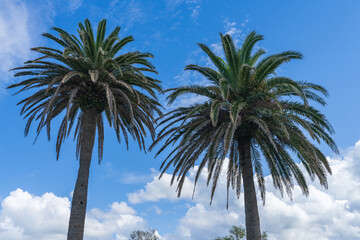Slender palm trees with blue sky and clouds background. 