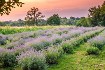 Violet lavender field at sunset