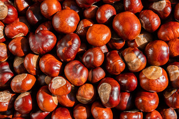 A lot of big brown chestnuts
