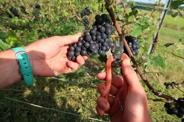 Naklejka na ściany i meble Viticulture en Champagne, mains de vigneron coupant une grappe de raisin noir (pinot noir) avec un sécateur dans une vigne, pendant la vendange (France)
