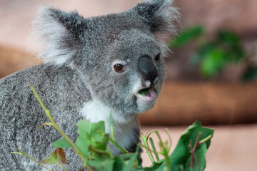 Koala (Phascolarctos cinereus) feeding on Eucalyptus-leaves