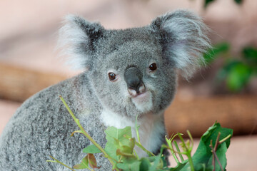 Koala (Phascolarctos cinereus) feeding on Eucalyptus-leaves