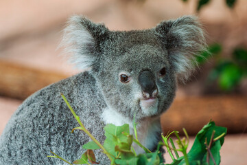 Koala (Phascolarctos cinereus) feeding on Eucalyptus-leaves