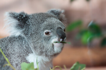 Koala (Phascolarctos cinereus) feeding on Eucalyptus-leaves