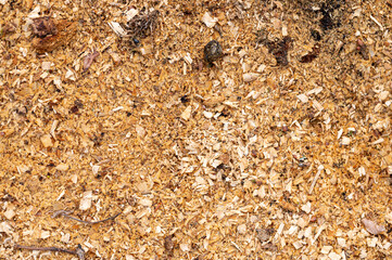 Sawdust and tree rings from chopped down tree