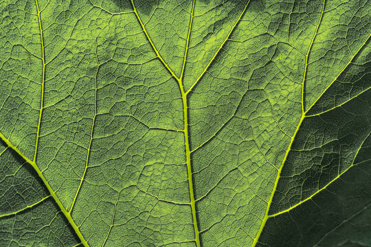 Close up of a backlit green leaf with yellow veins
