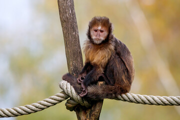 a closeup shot of a cute golden-bellied capuchin monkey (Sapajus xanthosternos) sitting on a tree