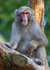 Closeup photo of Japanese macaque (Macaca Fuscata) sitting on tree