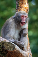 Closeup photo of Japanese macaque (Macaca Fuscata) sitting on tree