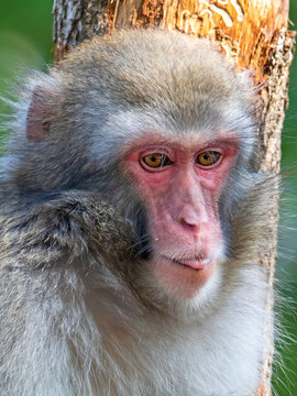 Closeup photo of Japanese macaque (Macaca Fuscata) sitting on tree
