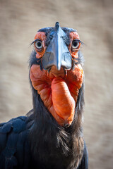 Closeup photo of a southern ground hornbill (Bucorvus leadbeateri) looking at camera © Edwin Butter