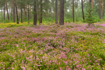 Foggy pine forest with blooming heather (Calluna vulgaris, ling)