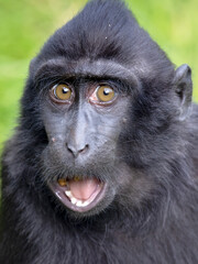 Closeup photo of a crested macaque (Macaca nigra) looking at camera