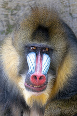 Closeup photo of a mandrill (Mandrillus sphinx) looking at camera