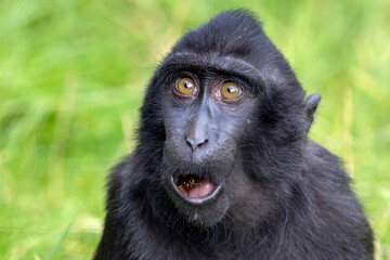 Obraz premium Closeup photo of a crested macaque (Macaca nigra) looking at camera