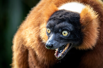 Closeup photo of Red ruffed lemur (Varecia rubra) shouting