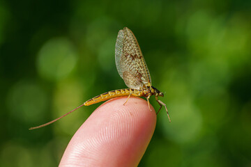 Detailed close up of a mayfly sitting on my finger