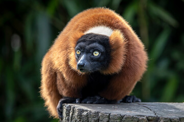 Red ruffed lemur (Varecia rubra) sitting at stump