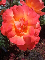 red and white flower