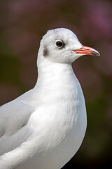 Closeup photo of black-headed gull (Chroicocephalus ridibundus)