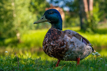 Close up of a male mallard duck standing close to the camera