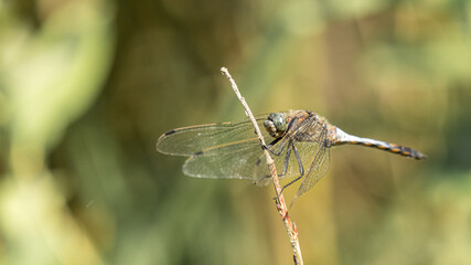 Libellule.