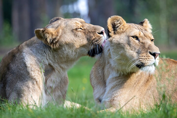 Closeup photo of one lioness grooming other
