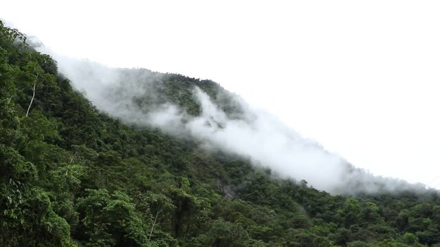 Monta&ntilde;a anchicaya colombia valle del cauca