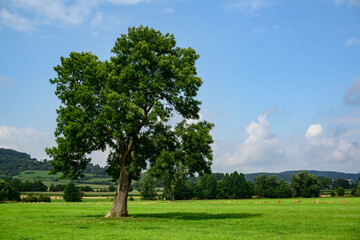Fototapeta na wymiar Beautiful solitary ash tree (Fraxinus excelsior) with green foliage under a cloudy blue sky on a floodplain meadow near the Emmer river, Lügde, Teutoburg Forest, Germany