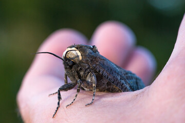 Large goat moth, Cossus Cossus, sitting in my hand