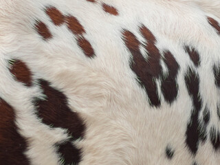 close up of cow fur. animal skin texture