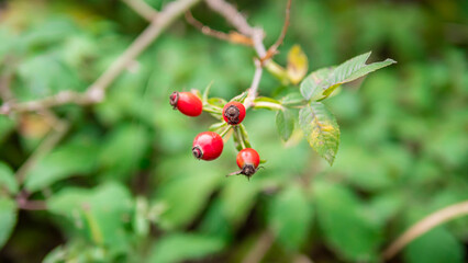Obraz premium close up view of dog rose (Rosa canina)