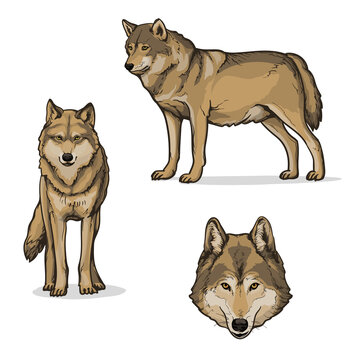 Wolves, isolated on a white background. Color vector illustration of a wolf.