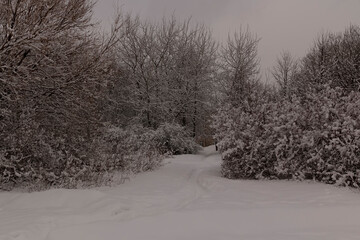 Obraz premium The snow on trees against the sky by winter day