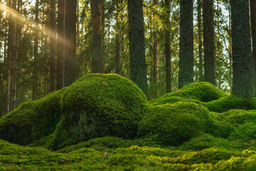 Old Elvish forest with green moss covering the forest floor and sun rays shining through the...