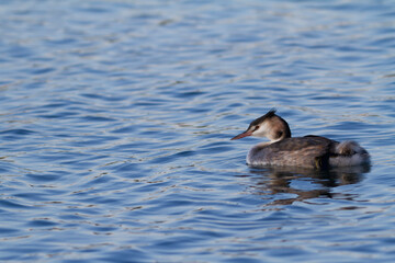 Great crested Grebe Podiceps cristatus on pond