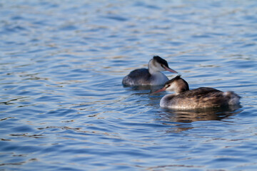 Great crested Grebe Podiceps cristatus on pond