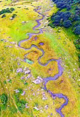 Sheep near a winding stream