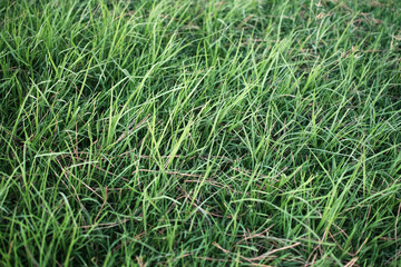 Green lawn filling the image