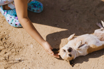 A child's hand pities a small light brown dog that lies on the sand and enjoys the sun's rays