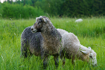 Sheep and lamb standing in a fresh green pasture